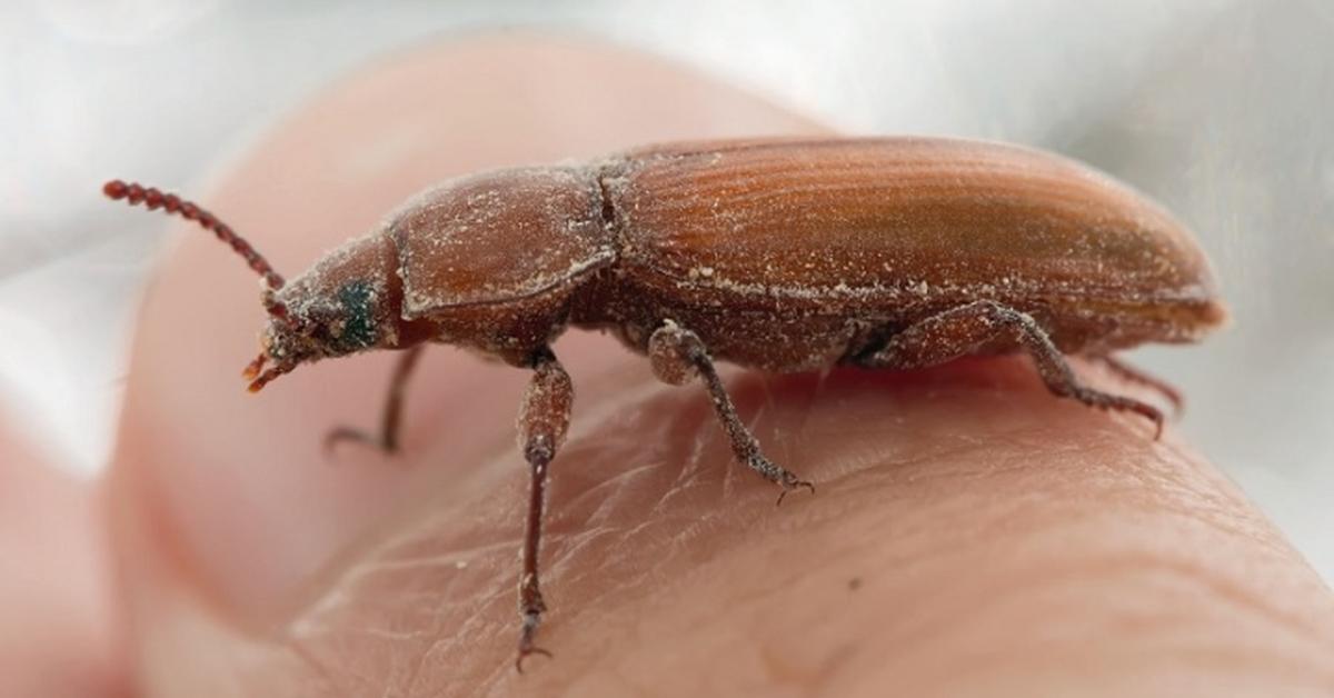 Image showcasing the Flour Beetle, known in Indonesia as Kumbang Tepung.