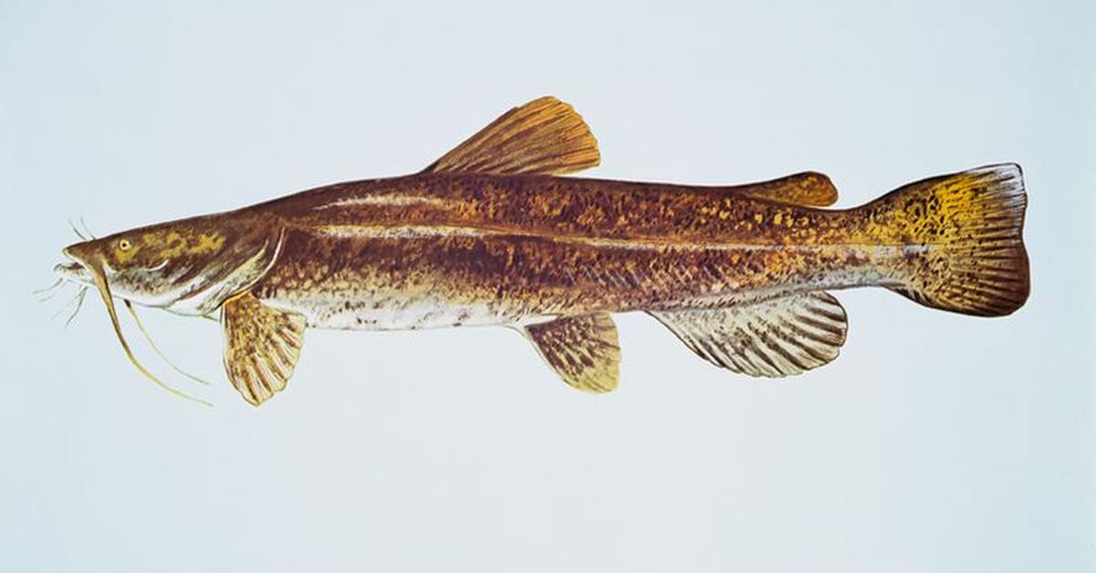 Photograph of the unique Flathead Catfish, known scientifically as Pylodictis olivaris.