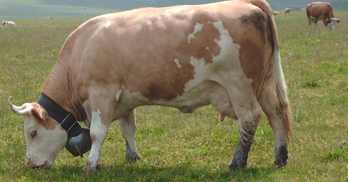 Photograph of the unique Fleckvieh Cattle, known scientifically as Bos taurus taurus.