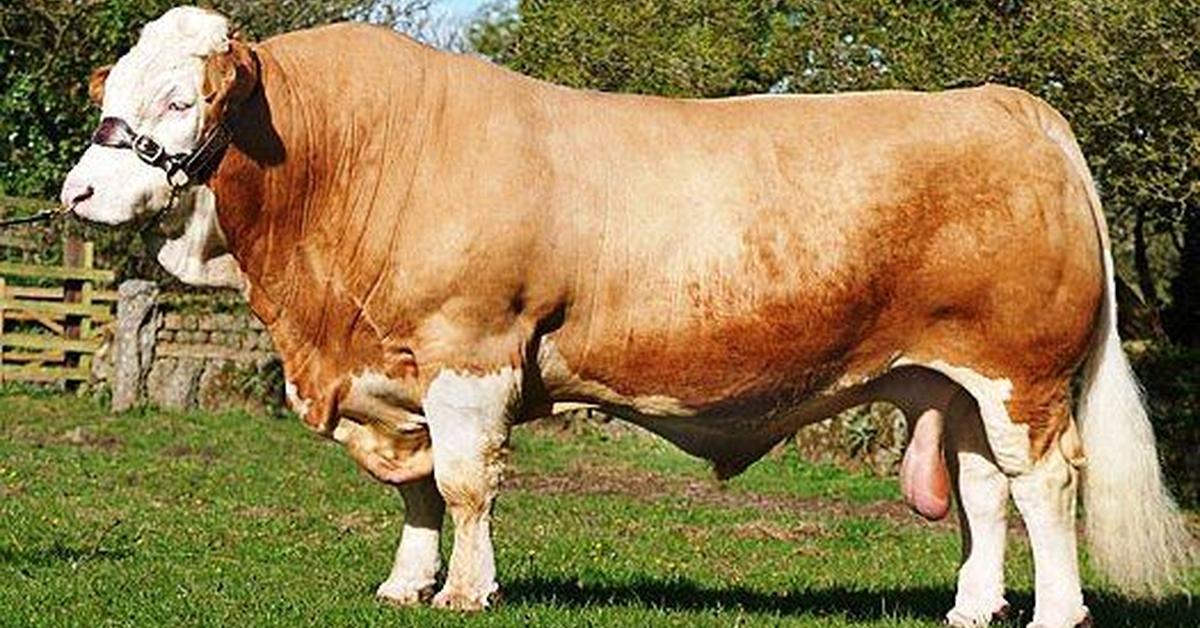 Glimpse of the Fleckvieh Cattle, known in the scientific community as Bos taurus taurus.