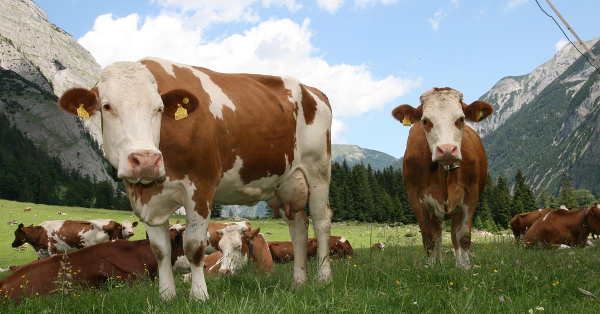 Dynamic image of the Fleckvieh Cattle, popularly known in Indonesia as Sapi Fleckvieh.