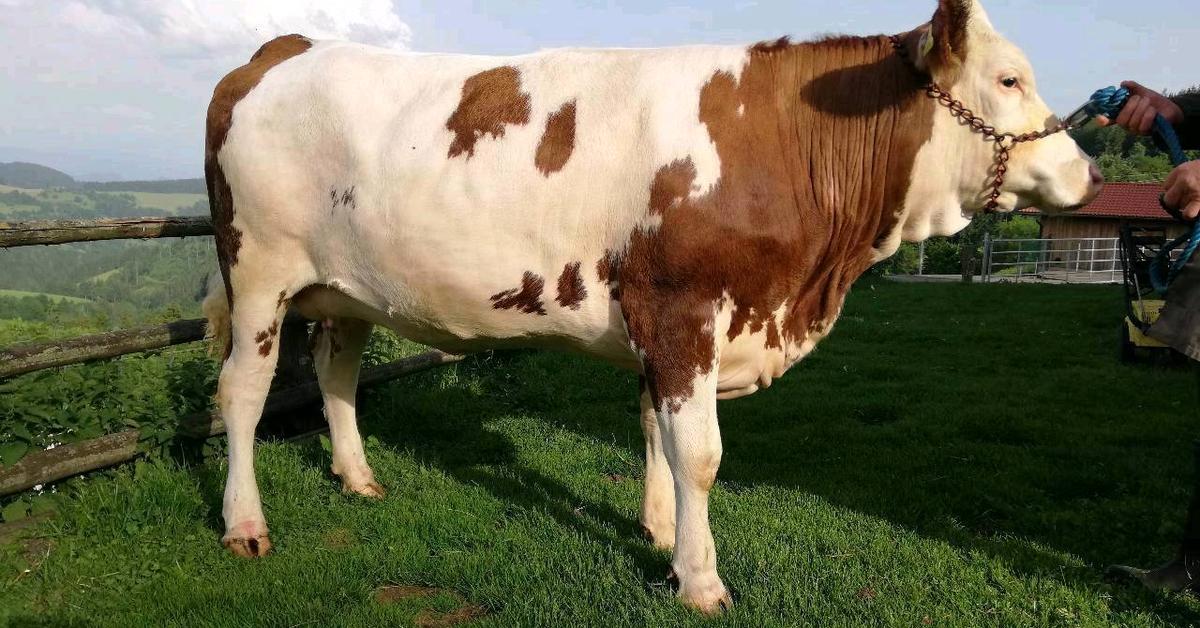 Photograph of the unique Fleckvieh Cattle, known scientifically as Bos taurus taurus.