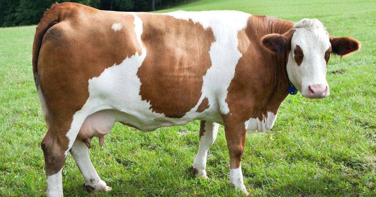 Stunning depiction of Fleckvieh Cattle, also referred to as Bos taurus taurus.