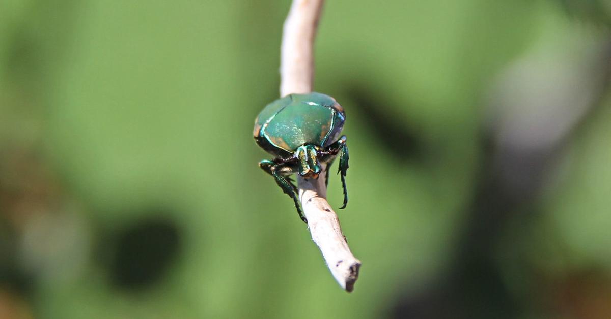 Captivating presence of the Figeater Beetle, a species called Cotinis mutabilis.