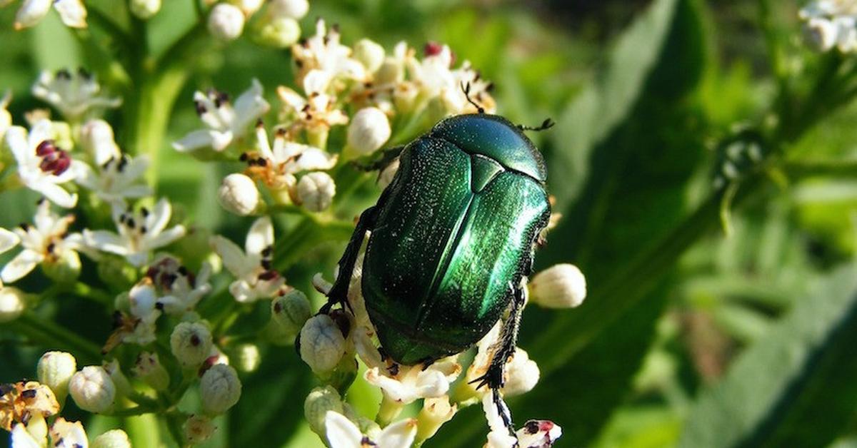 Stunning depiction of Figeater Beetle, also referred to as Cotinis mutabilis.