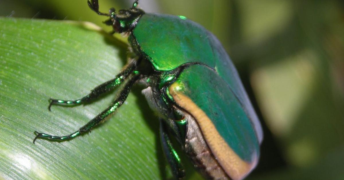 The Figeater Beetle, a species known as Cotinis mutabilis, in its natural splendor.