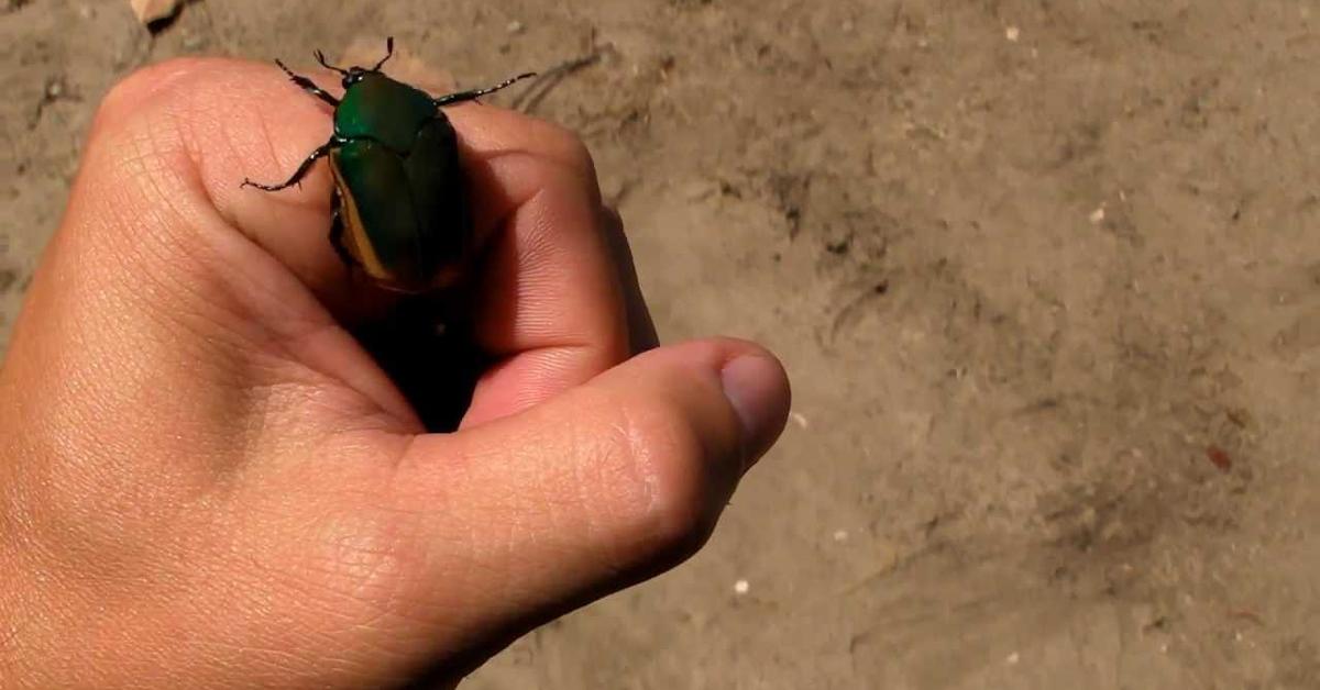 Iconic view of the Figeater Beetle, or Cotinis mutabilis, in its habitat.