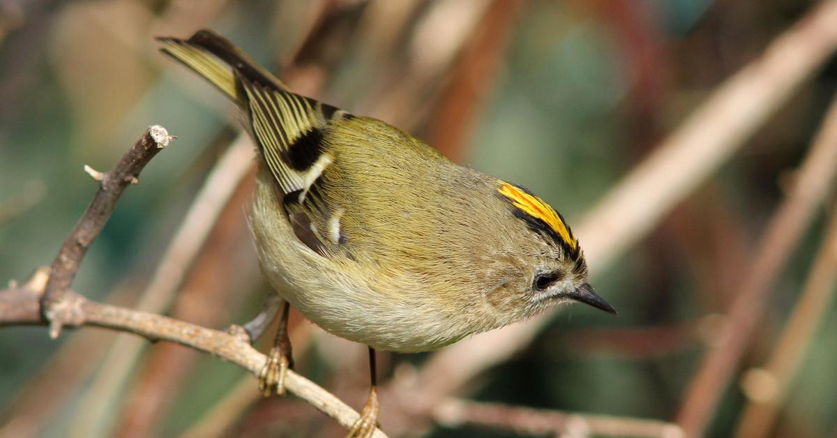 Graceful Goldcrest, a creature with the scientific name Regulus regulus.