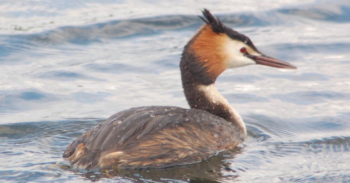 Glimpse of the Grebe, known in the scientific community as Podilymbus podiceps.