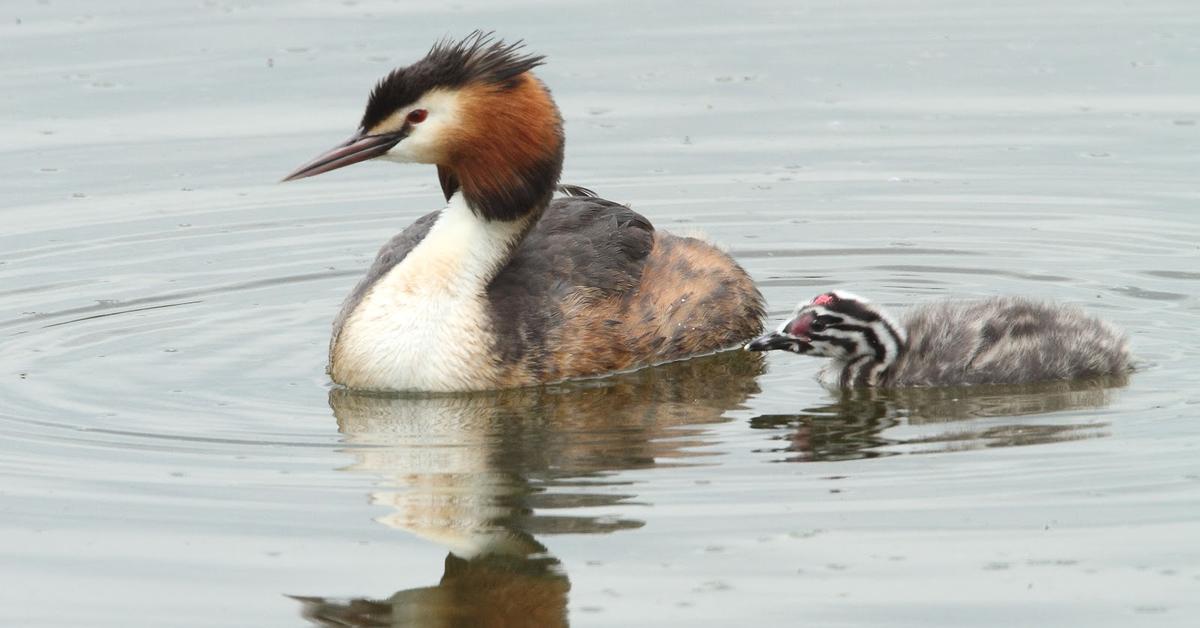 The Grebe, a beautiful species also known as Burung Kecil Air in Bahasa Indonesia.