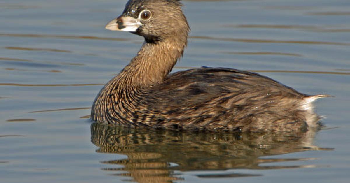 Close encounter with the Grebe, scientifically called Podilymbus podiceps.