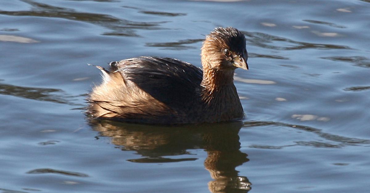 Detailed shot of the Grebe, or Podilymbus podiceps, in its natural setting.