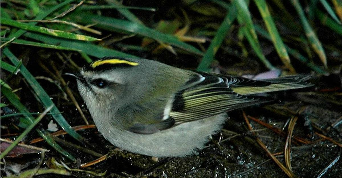 Iconic view of the Golden-Crowned Kinglet, or Regulus Satrapa, in its habitat.