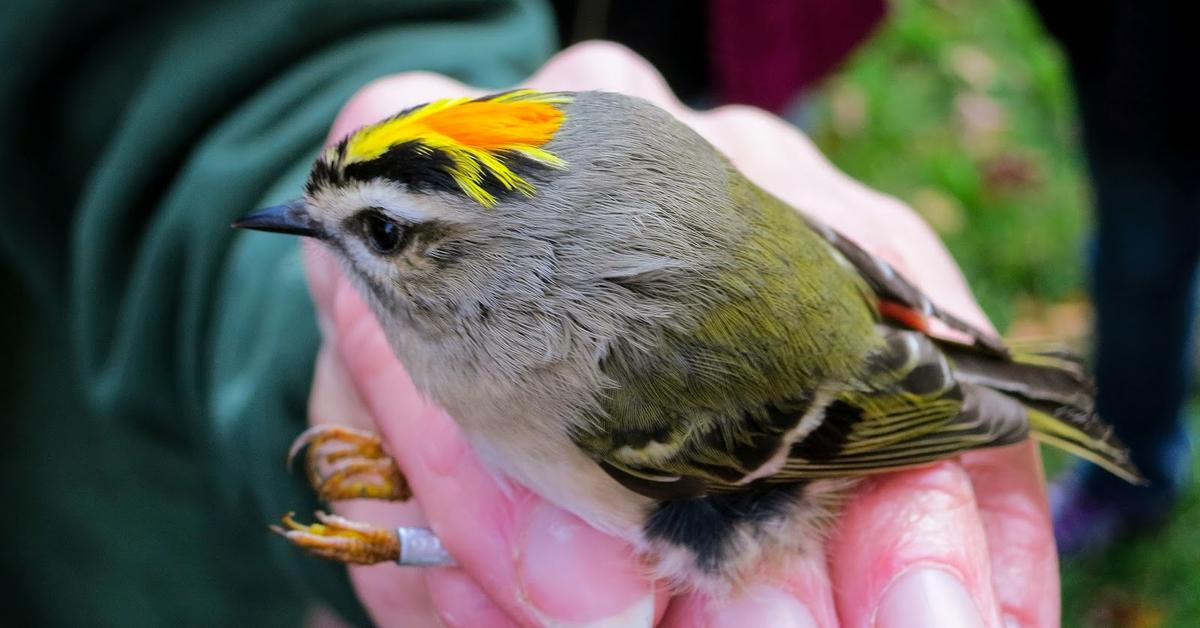 Captivating view of the Golden-Crowned Kinglet, known in Bahasa Indonesia as Raja Kecil Berdahi Emas.