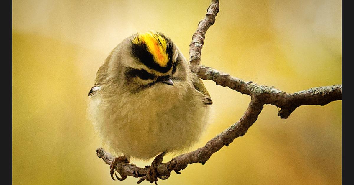 Splendid image of the Golden-Crowned Kinglet, with the scientific name Regulus Satrapa.