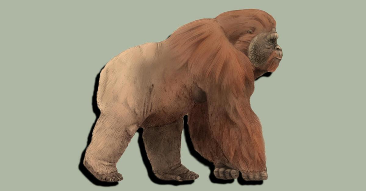 Image of the Gigantopithecus (G. blacki), popular in Indonesia as Gigantopithecus.