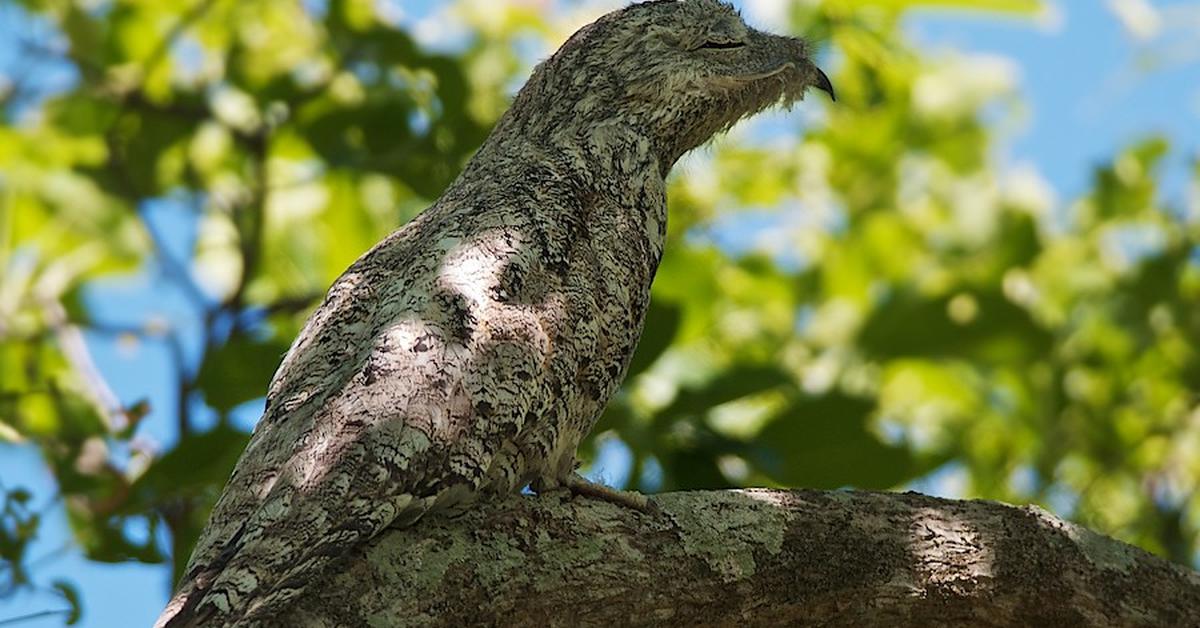 Iconic view of the Great Potoo Bird, or Nyctibius grandis, in its habitat.