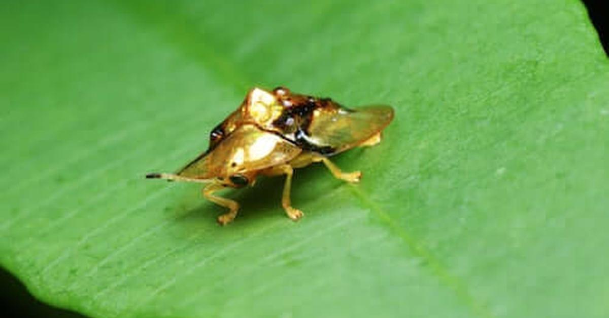 The alluring Golden Tortoise Beetle, commonly referred to as Kumbang Kura-Kura Emas in Bahasa Indonesia.