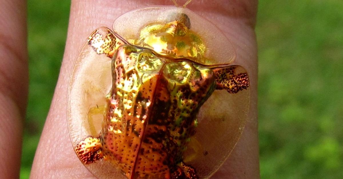 Vibrant snapshot of the Golden Tortoise Beetle, commonly referred to as Kumbang Kura-Kura Emas in Indonesia.