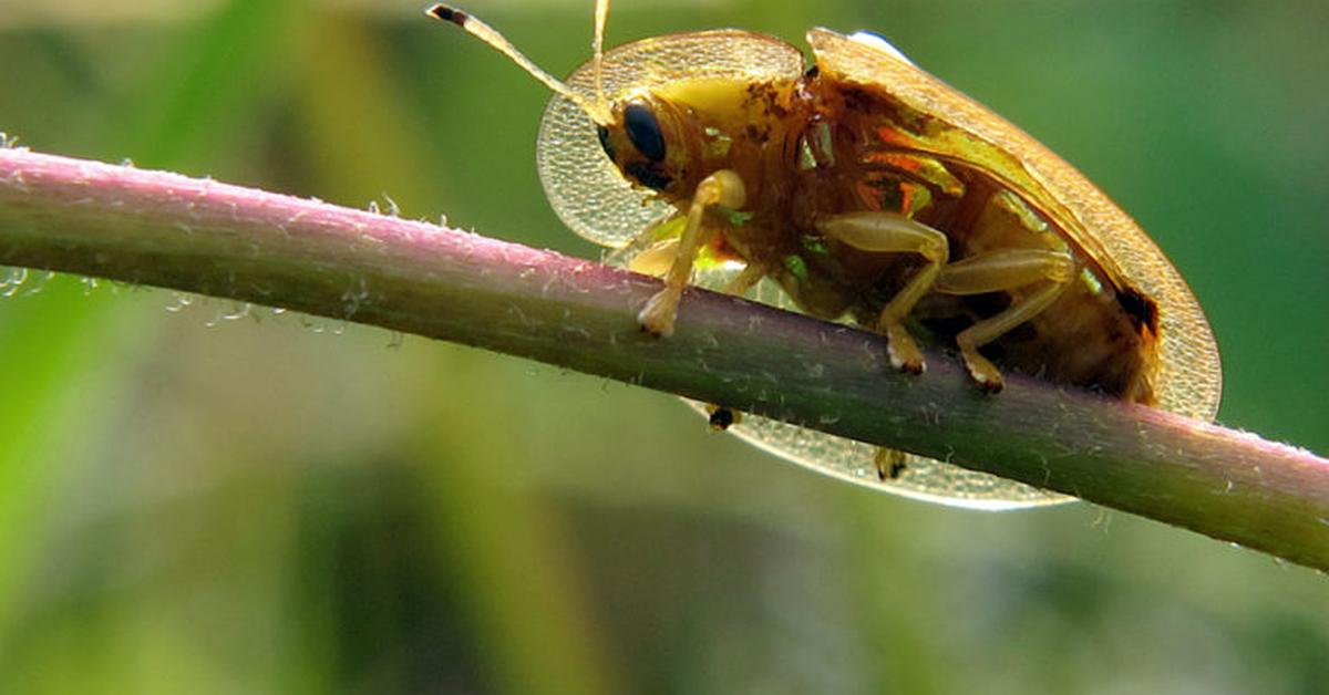 Distinctive Golden Tortoise Beetle, in Indonesia known as Kumbang Kura-Kura Emas, captured in this image.