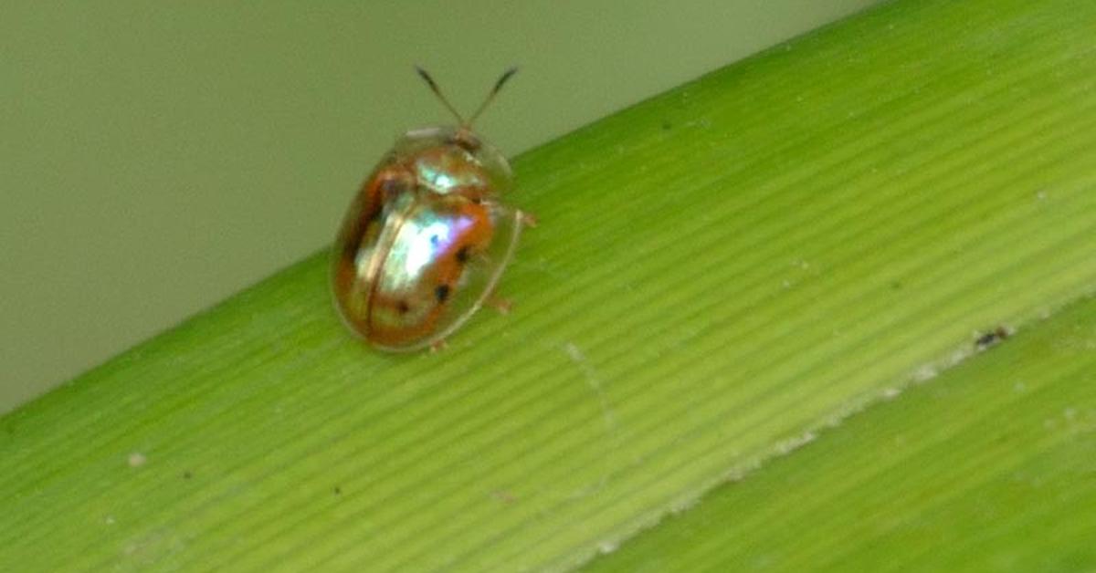 Captured elegance of the Golden Tortoise Beetle, known in Indonesia as Kumbang Kura-Kura Emas.