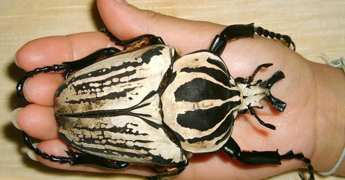 Charming view of the Goliath Beetle, in Indonesia referred to as Kumbang Goliath.