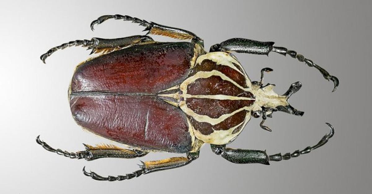 Enchanting Goliath Beetle, a species scientifically known as Goliathus.