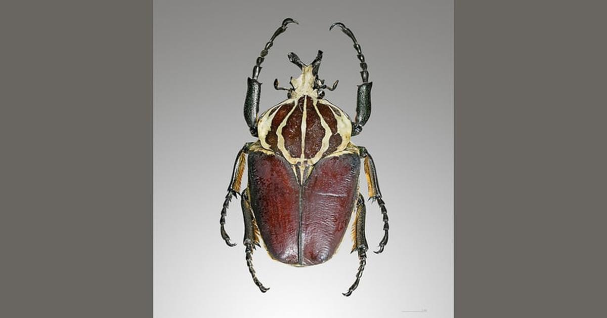 Captured beauty of the Goliath Beetle, or Goliathus in the scientific world.