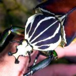 Graceful Goliath Beetle, a creature with the scientific name Goliathus.