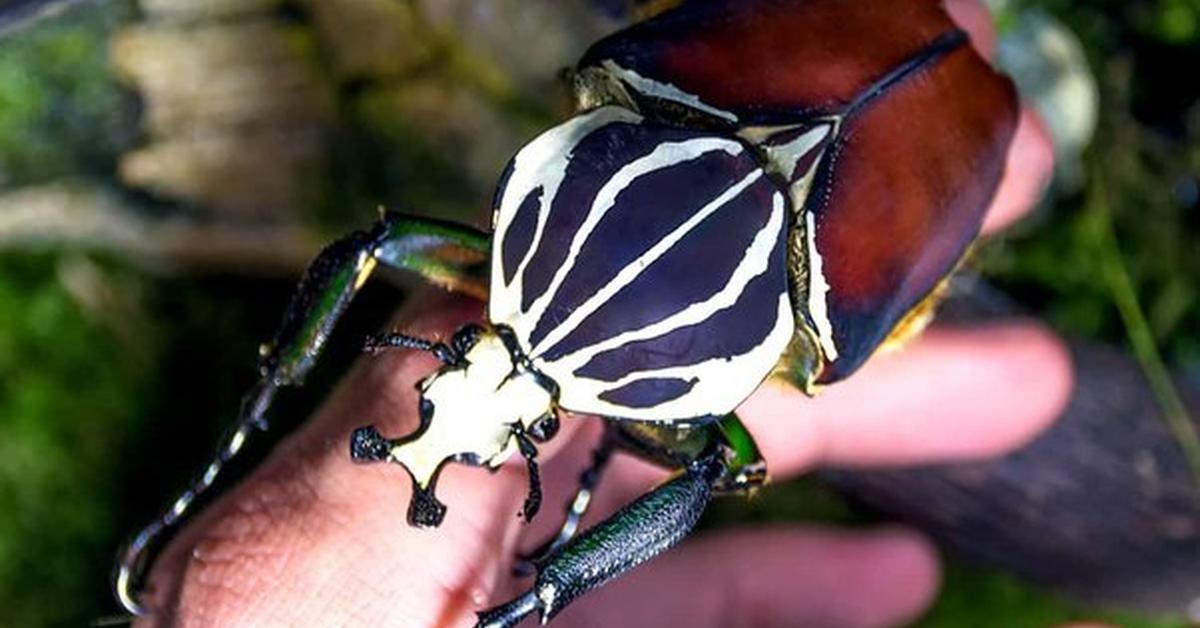 Graceful Goliath Beetle, a creature with the scientific name Goliathus.