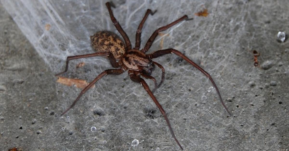 The Giant House Spider, an example of Eratigena atrica, in its natural environment.