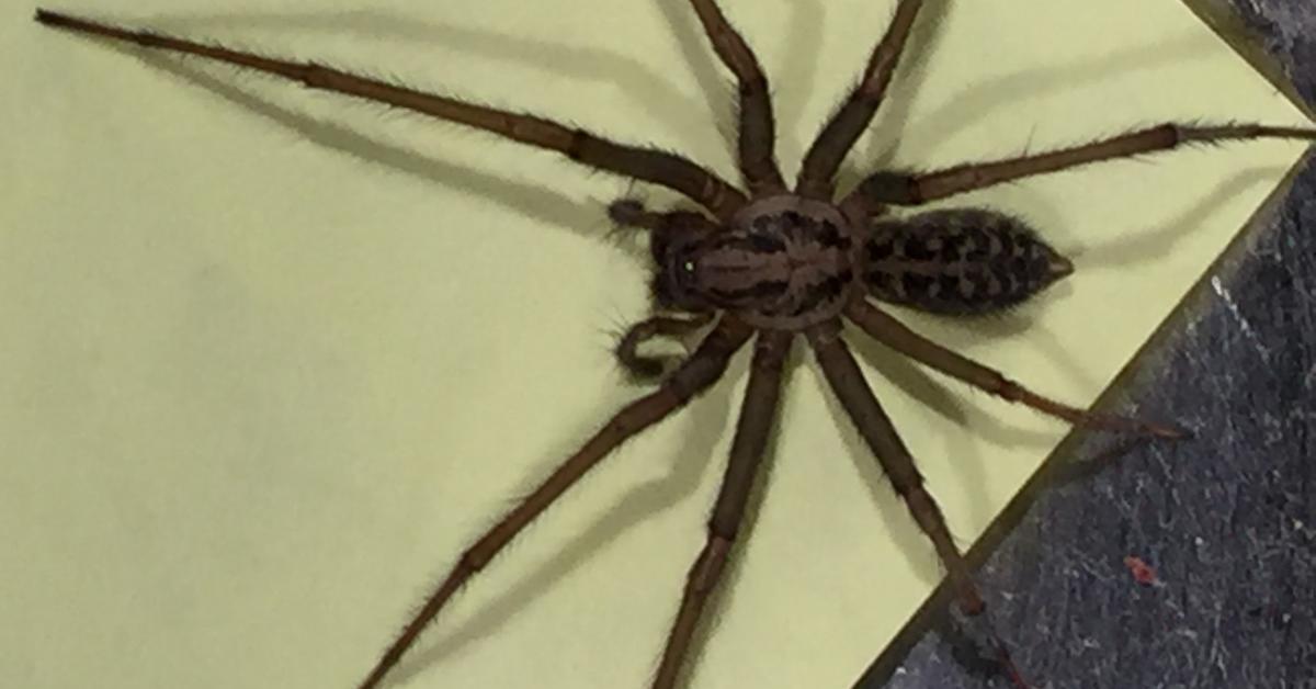 Captivating presence of the Giant House Spider, a species called Eratigena atrica.