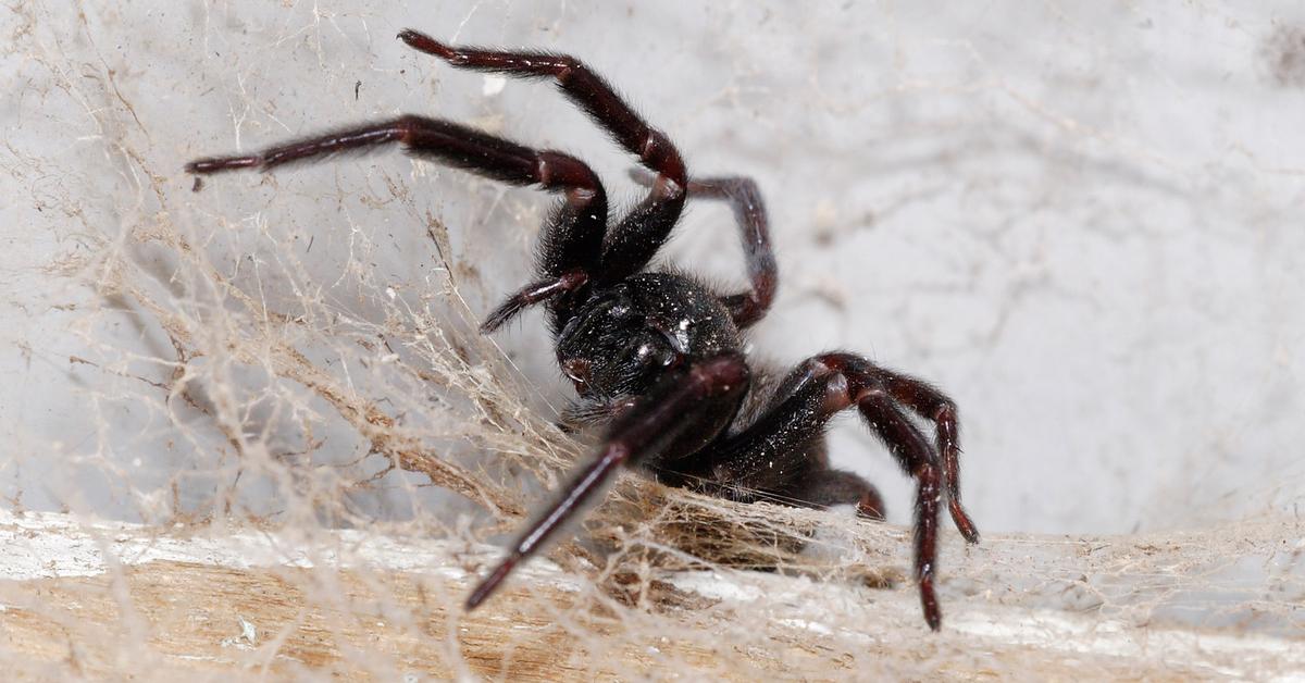 Picture of Giant House Spider, known in Indonesia as Laba-laba Rumah Raksasa.