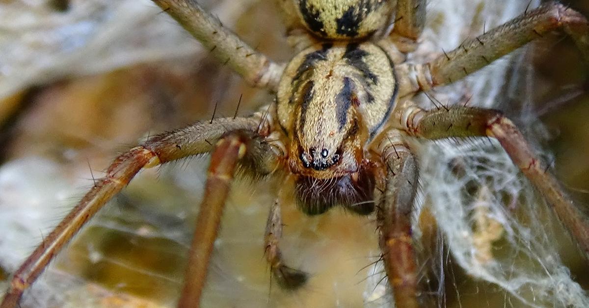 Vivid image of the Giant House Spider, or Laba-laba Rumah Raksasa in Indonesian context.