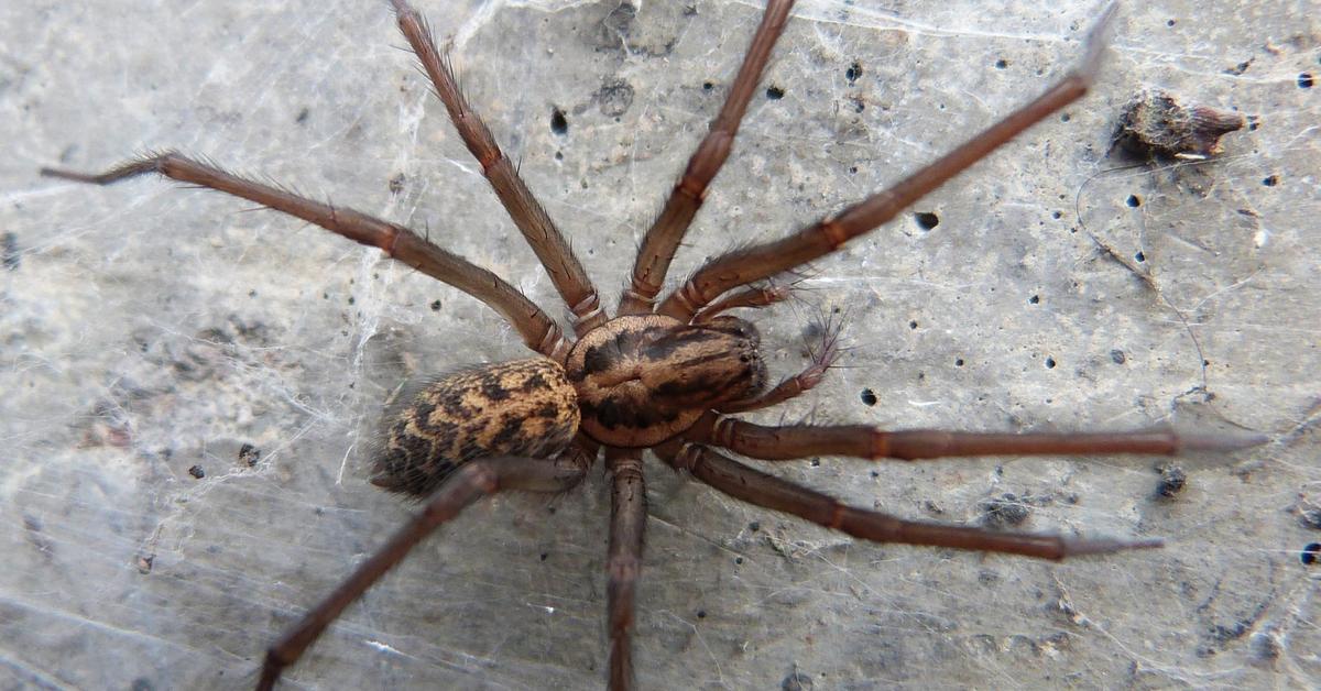 Captured moment of the Giant House Spider, in Indonesia known as Laba-laba Rumah Raksasa.