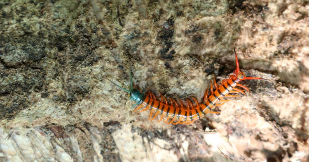 The majestic Giant Desert Centipede, also called Lipan Gurun Raksasa in Indonesia, in its glory.