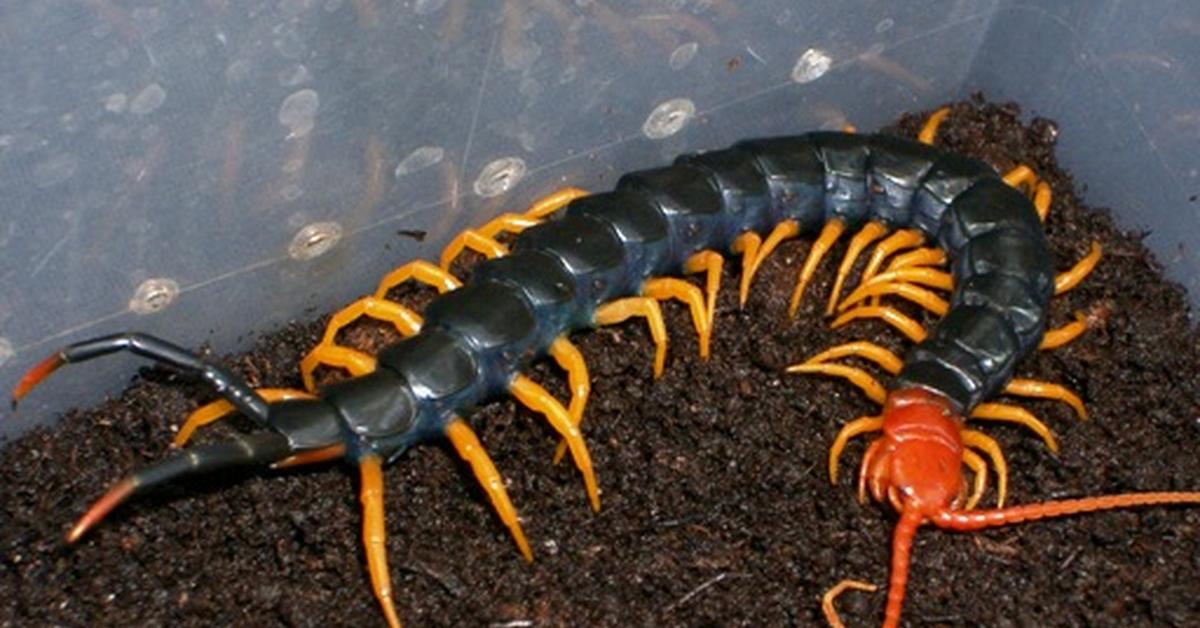 Unique portrayal of the Giant Desert Centipede, also called Lipan Gurun Raksasa in Bahasa Indonesia.