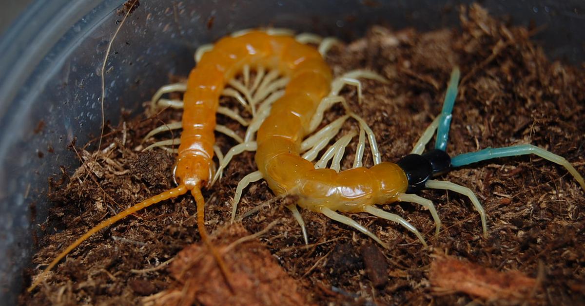 Captured elegance of the Giant Desert Centipede, known in Indonesia as Lipan Gurun Raksasa.