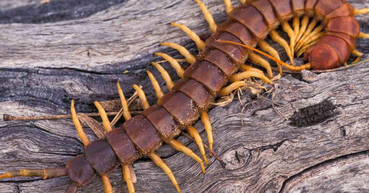 Elegant Giant Desert Centipede in its natural habitat, called Lipan Gurun Raksasa in Indonesia.