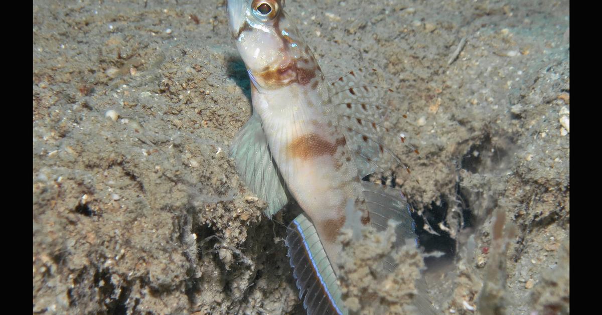 Unique portrayal of the Goby Fish, also called Ikan Goby in Bahasa Indonesia.