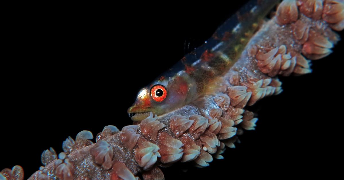 Detailed shot of the Goby Fish, or Gobiidae, in its natural setting.