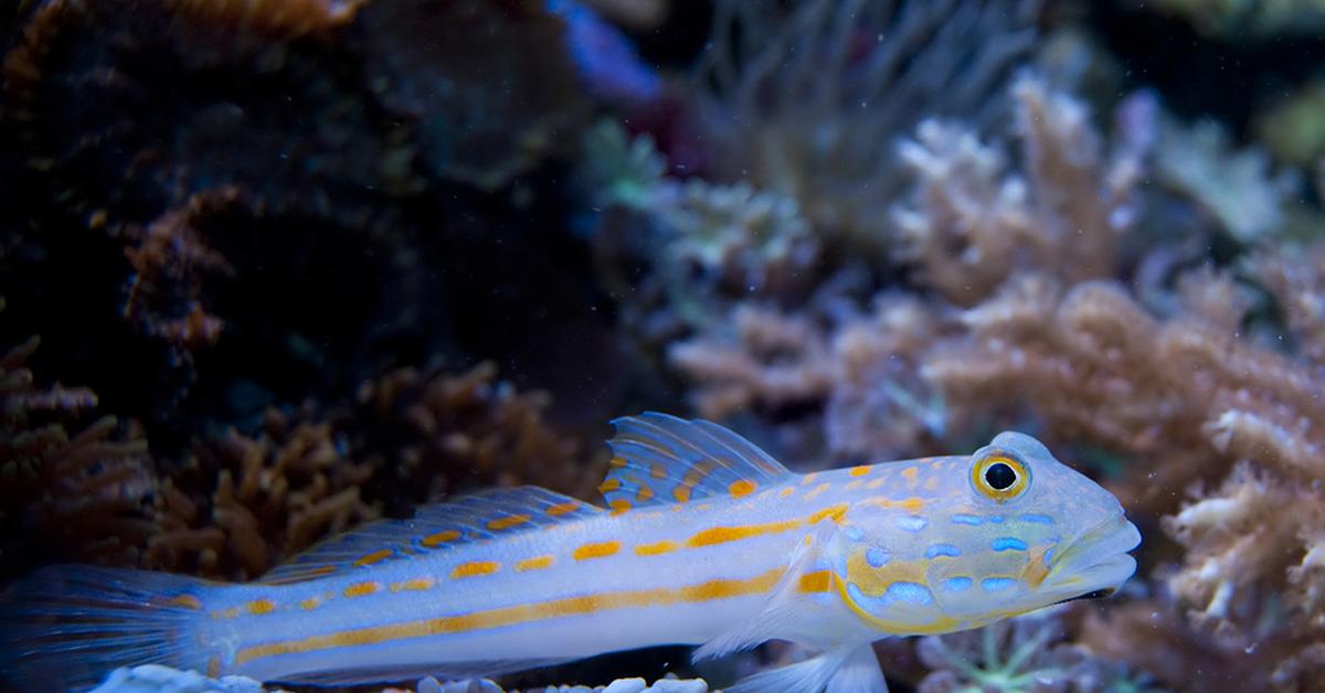 The Goby Fish, a species known as Gobiidae, in its natural splendor.