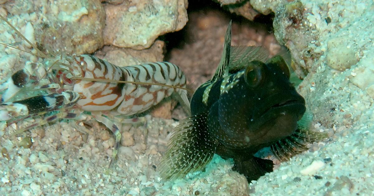 Splendid image of the Goby Fish, with the scientific name Gobiidae.