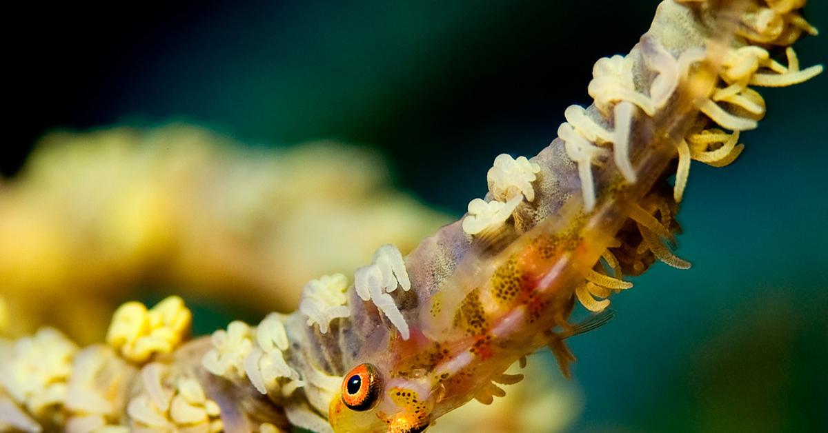 Natural elegance of the Goby Fish, scientifically termed Gobiidae.