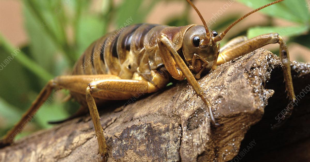 Splendid image of the Giant Weta, with the scientific name Deinacrida.