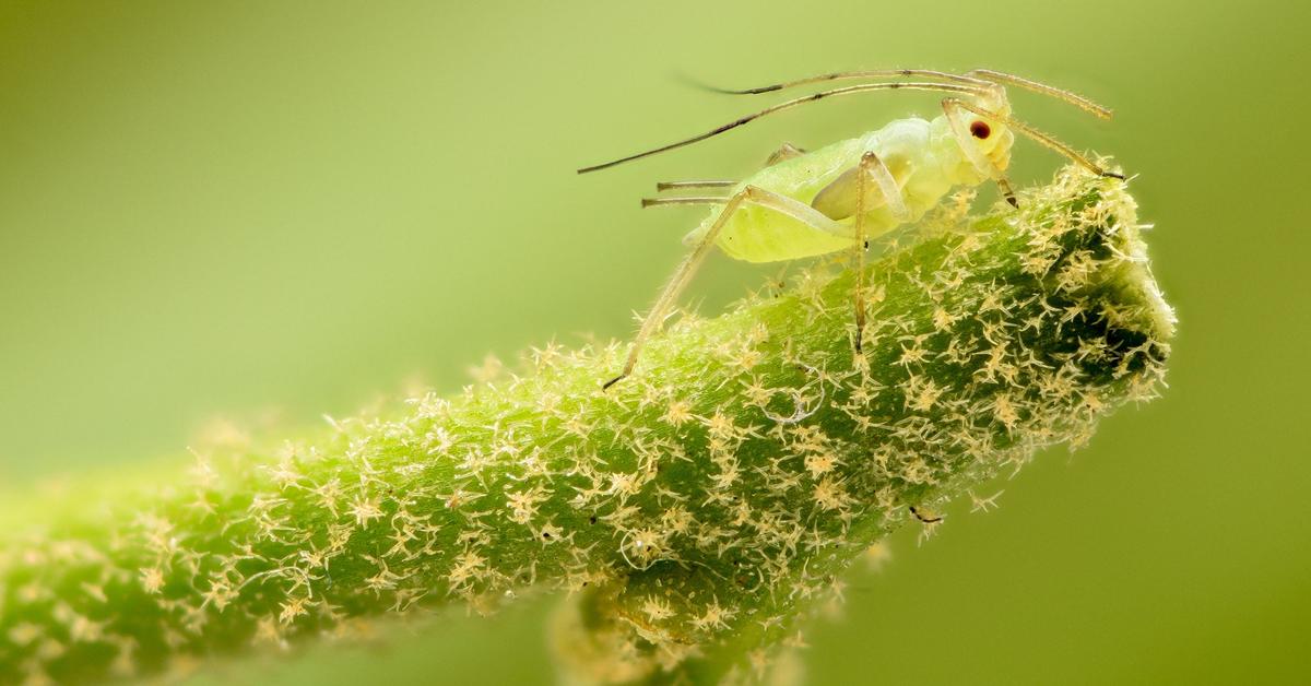 Elegant Green Aphids in its natural habitat, called Kutu Hijau in Indonesia.