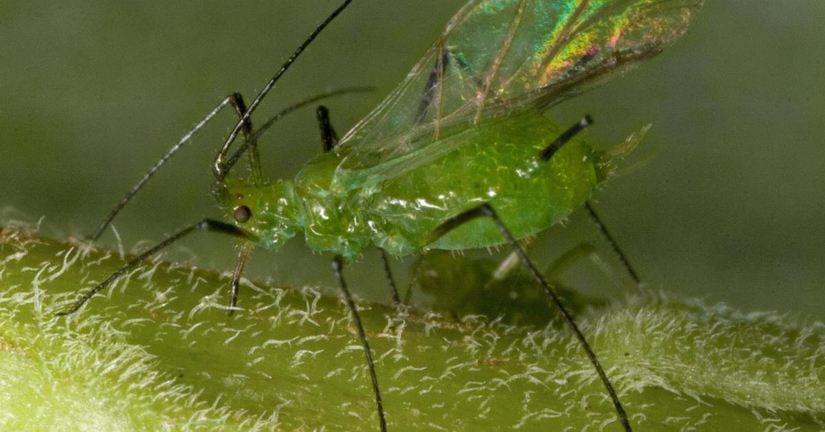 The Green Aphids, a species known as Aphididae, in its natural splendor.