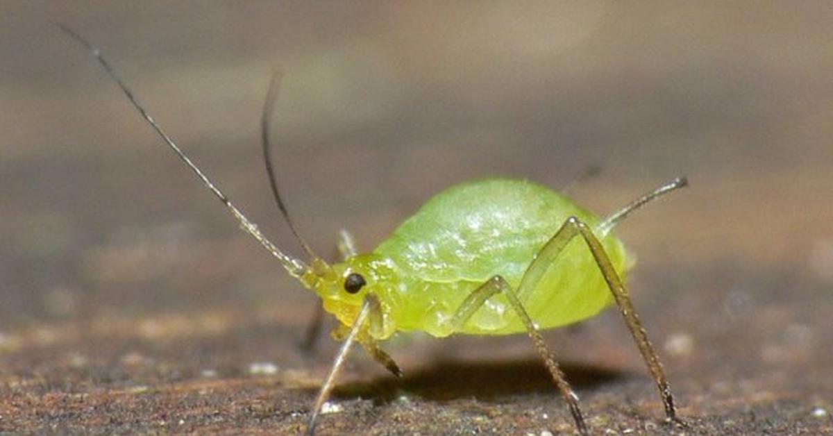 The fascinating Green Aphids, scientifically known as Aphididae.