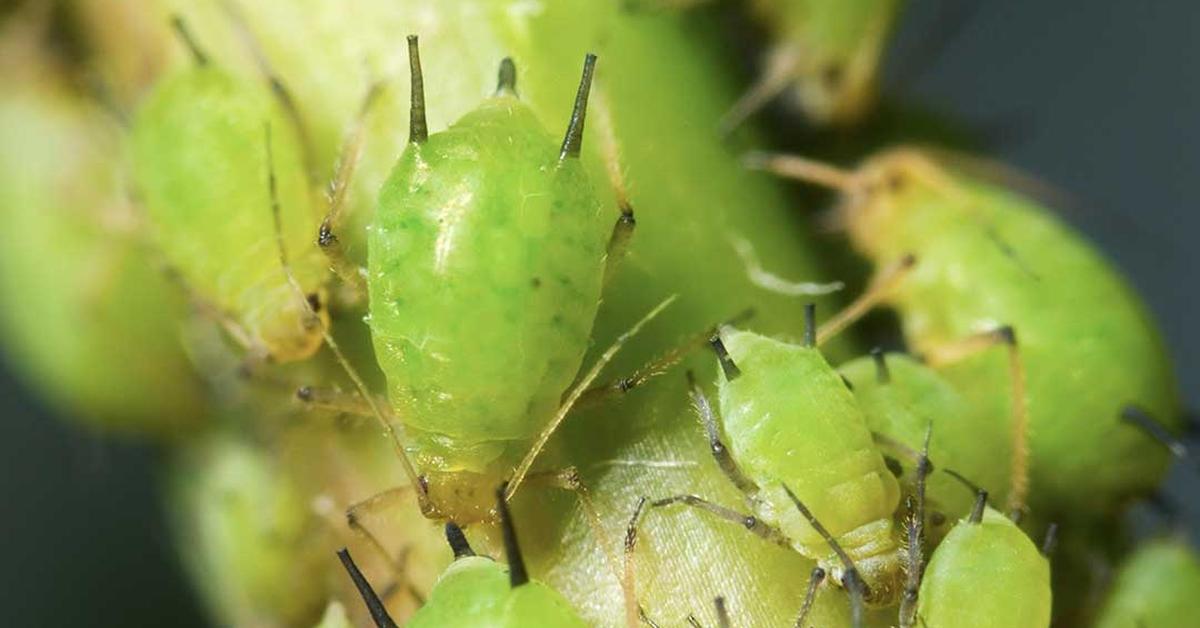 Graceful Green Aphids, a creature with the scientific name Aphididae.