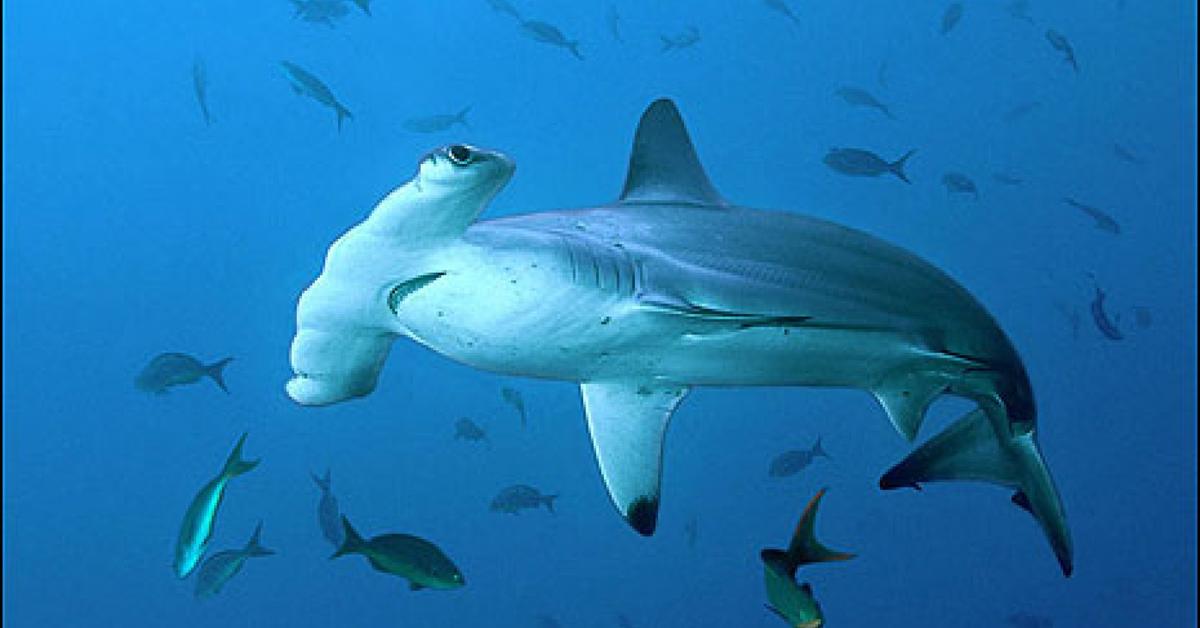 Visual of Great Hammerhead Shark, or Hiu Palu Besar in Indonesian, showcasing its beauty.